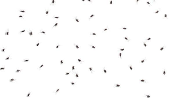 Cockroaches