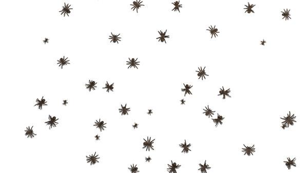Tarantulas