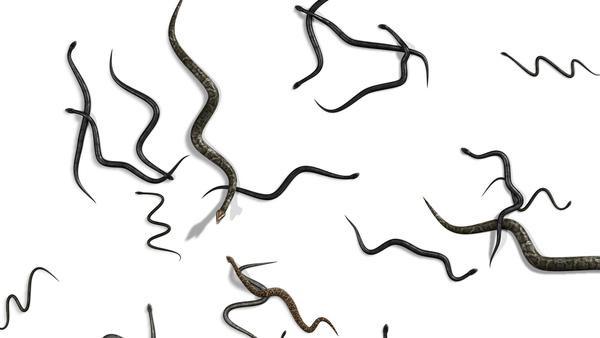 Snakes