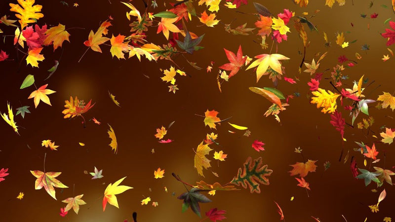 fall leaves falling animation